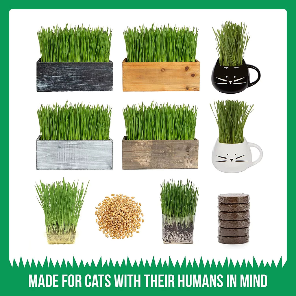 Organic Cat Grass Kit with Seed Mix and Soil S1012