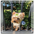 Dog Harness W5973