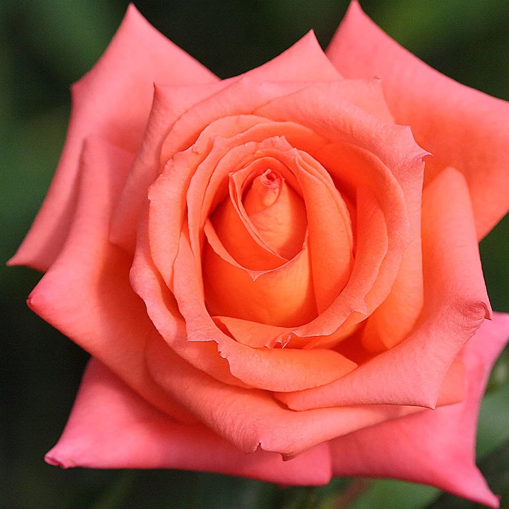 Fragrant Hybrid Tea Rose Live Plant Z555