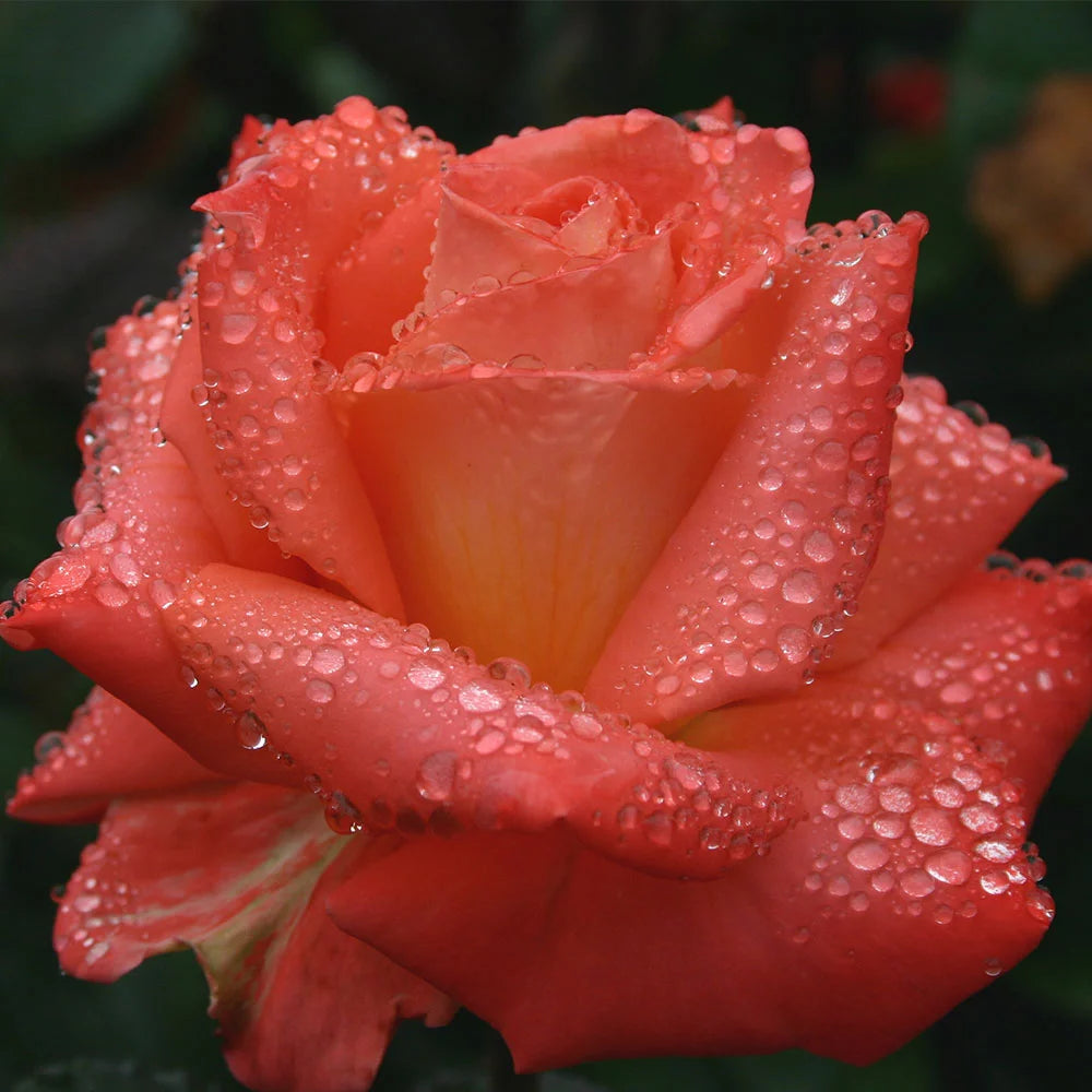 Fragrant Hybrid Tea Rose Live Plant Z555