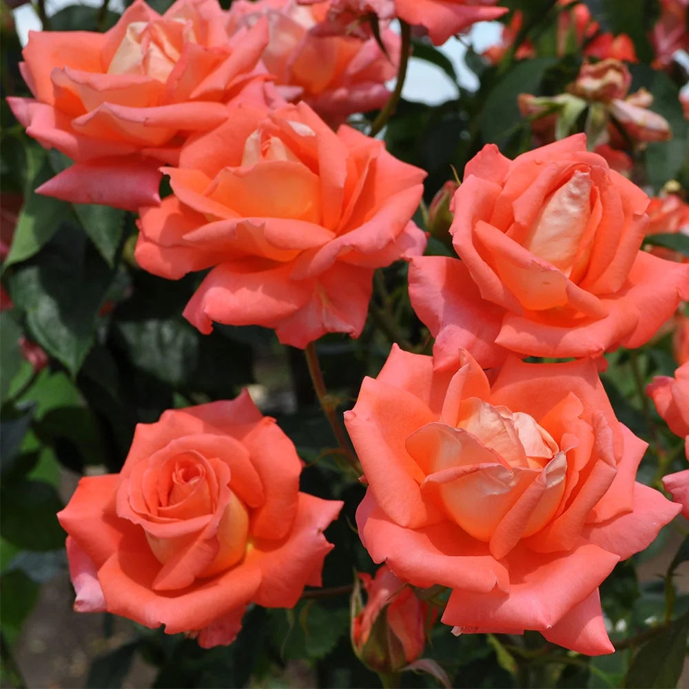 Fragrant Hybrid Tea Rose Live Plant Z555