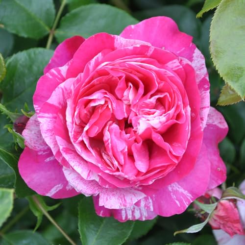 Nearly Thornless Rose Plant Pink and White Climbing Rose Bush X56815