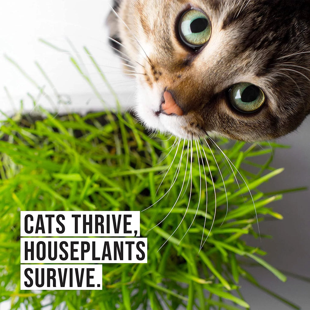 Organic Cat Grass Kit with Seed Mix and Soil S1012