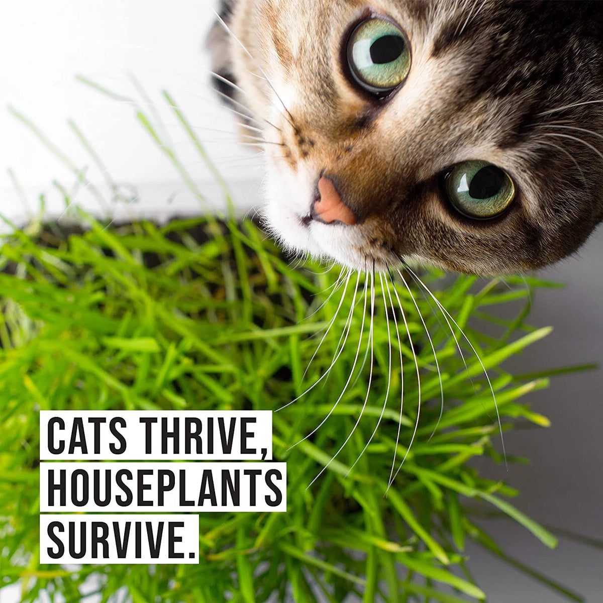 Organic Cat Grass Kit with Seed Mix and Soil S1012