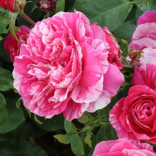 Nearly Thornless Rose Plant Pink and White Climbing Rose Bush X56815