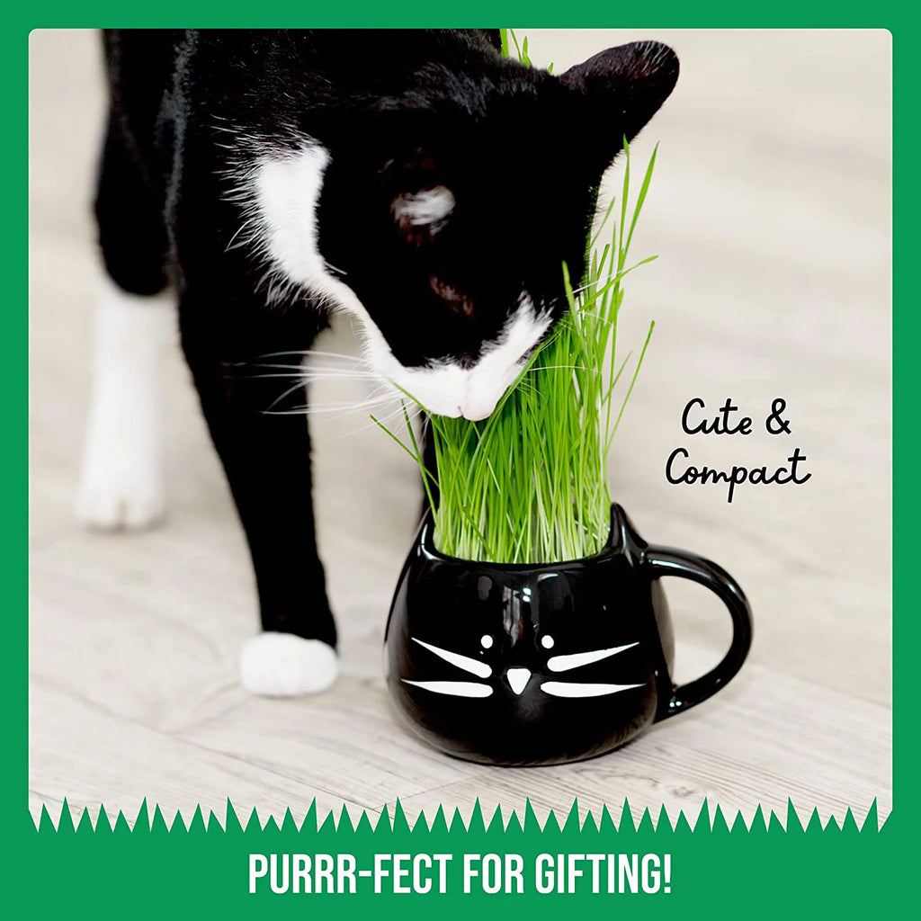 Organic Cat Grass Kit with Seed Mix and Soil S1012
