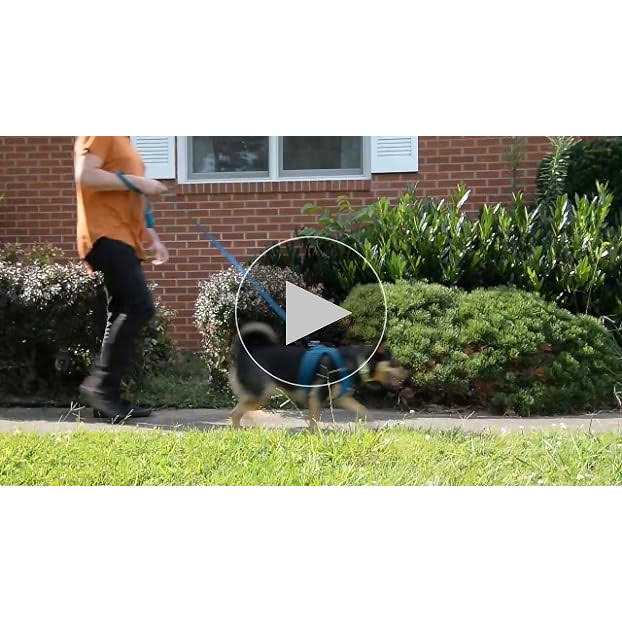 Reflective Dog Leash with Neoprene Handle, 5ft Z581240