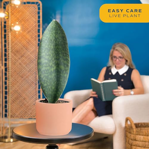 Live Indoor and Outdoor Plants B330860