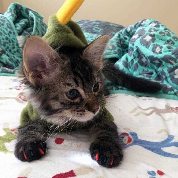 Soft Nail Caps for Cats H3081