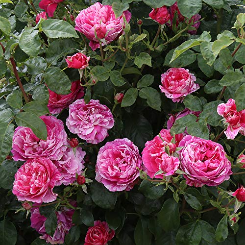 Nearly Thornless Rose Plant Pink and White Climbing Rose Bush X56815