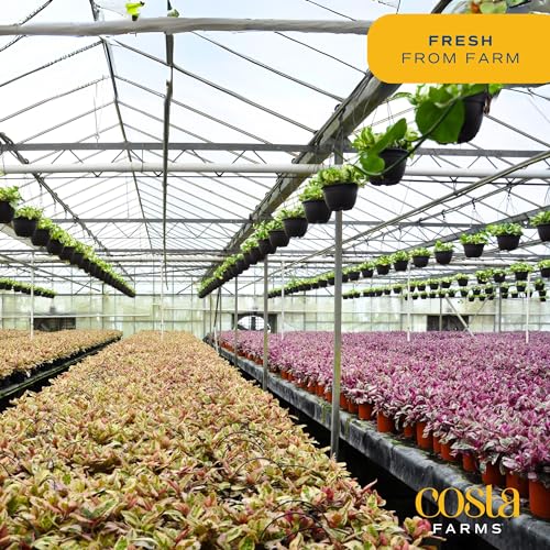 Live Indoor and Outdoor Plants B330860