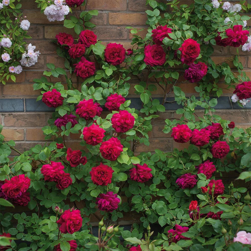 Red Rose Plant Q802