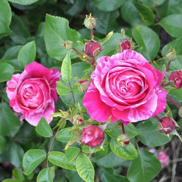 Nearly Thornless Rose Plant Pink and White Climbing Rose Bush X56815