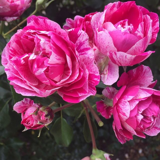 Nearly Thornless Rose Plant Pink and White Climbing Rose Bush X56815