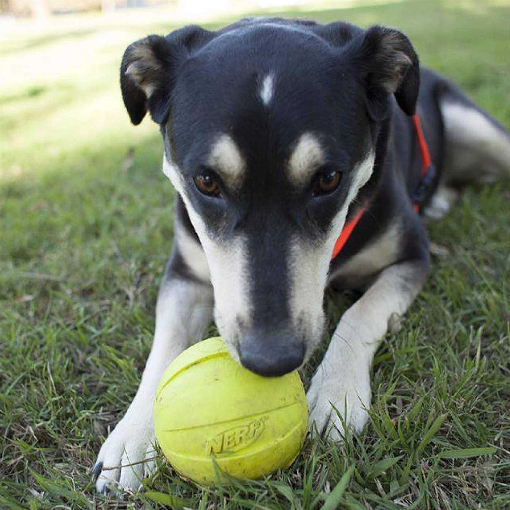 Dog Ball Dog Toy E926