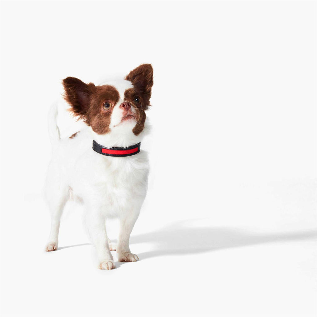 Calfskin Pet Collar Z591