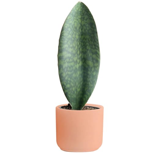 Live Indoor and Outdoor Plants B330860