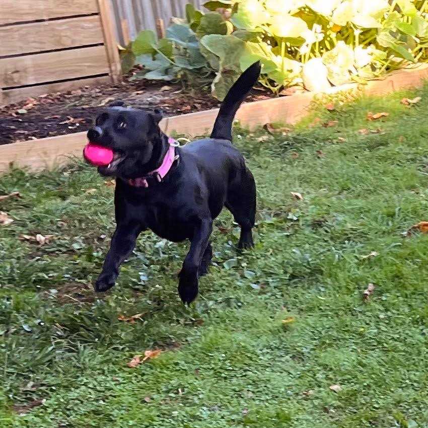 Squeak Toy Ball C925092