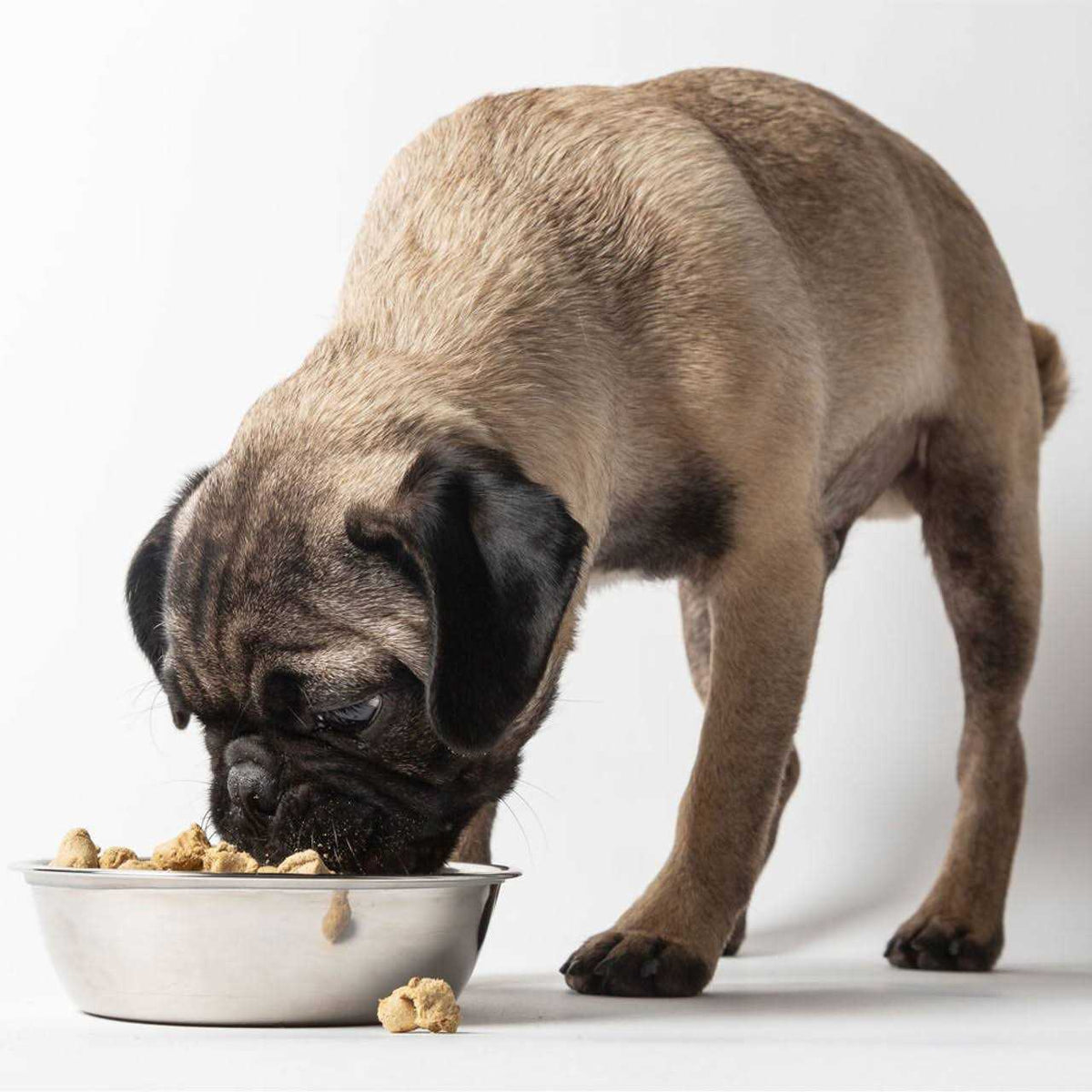 Freeze Dried Dog Food J975890
