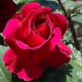 Red Rose Plant Q802