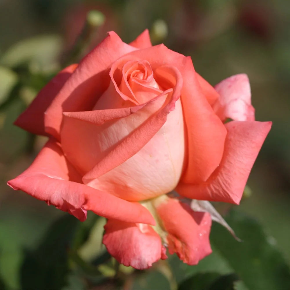 Fragrant Hybrid Tea Rose Live Plant Z555