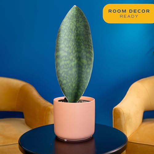 Live Indoor and Outdoor Plants B330860